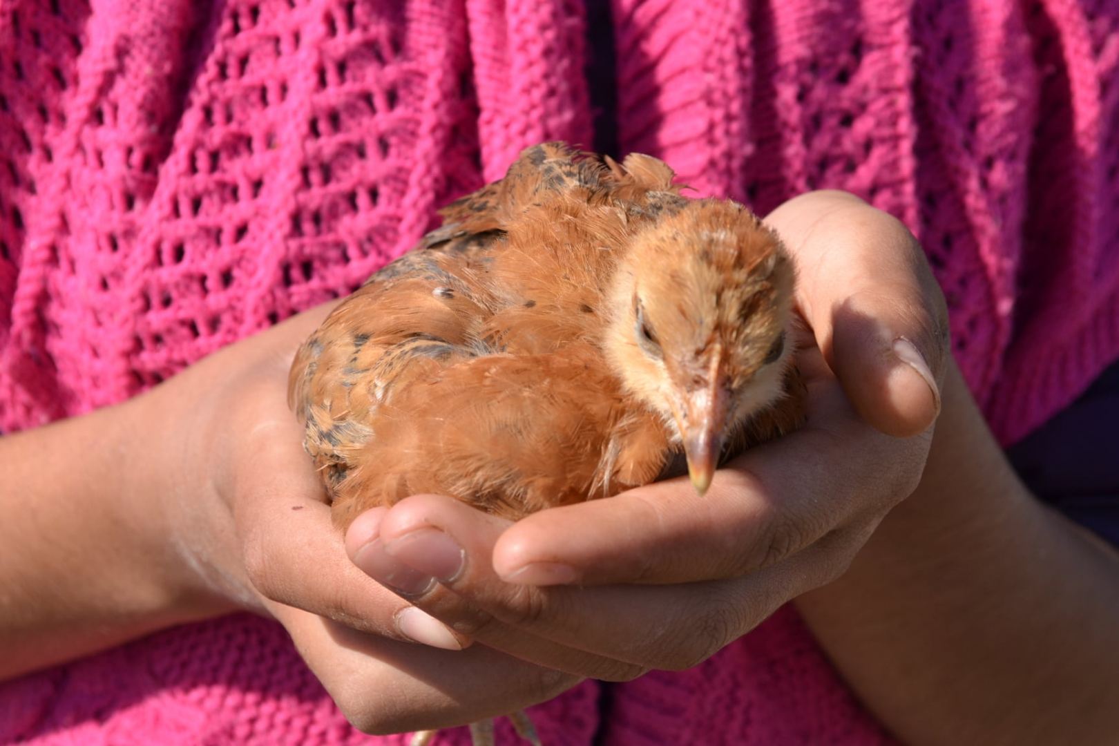Ты улетела, как Ангел, оставив большой свет на Земле... Ричардас Лапайтис о девочке  Туране из села Гасангая Тертерского района (ФОТО)