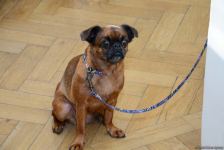 Дух аристократии в Баку! Путешествие в удивительный мир Максуда Ибрагимбекова – книги, коллекция оружия и картин…(ФОТО)