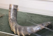 Дух аристократии в Баку! Путешествие в удивительный мир Максуда Ибрагимбекова – книги, коллекция оружия и картин…(ФОТО)