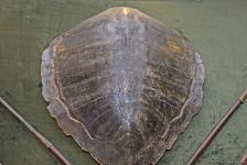 Дух аристократии в Баку! Путешествие в удивительный мир Максуда Ибрагимбекова – книги, коллекция оружия и картин…(ФОТО)