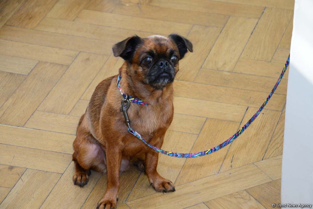 Дух аристократии в Баку! Путешествие в удивительный мир Максуда Ибрагимбекова – книги, коллекция оружия и картин…(ФОТО)