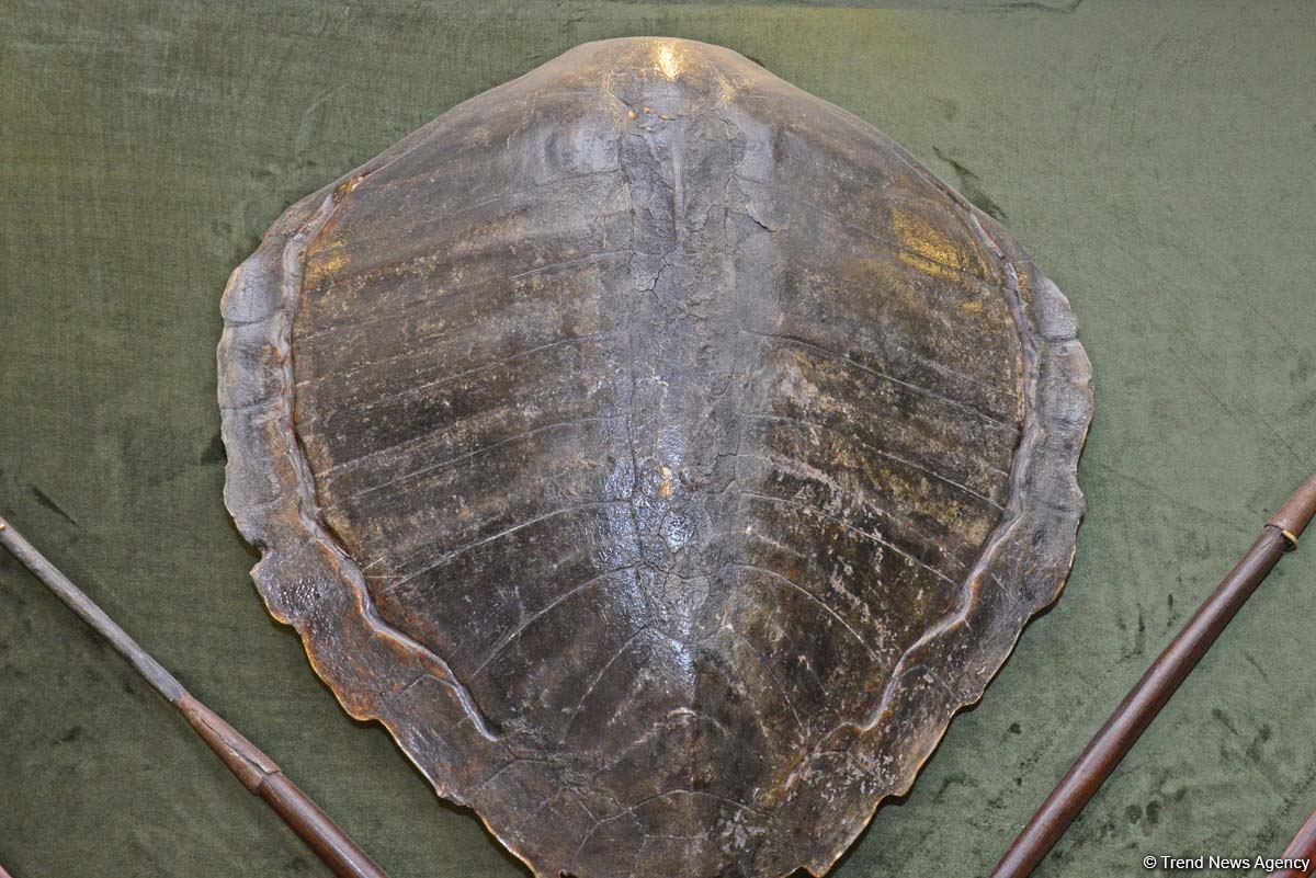 Дух аристократии в Баку! Путешествие в удивительный мир Максуда Ибрагимбекова – книги, коллекция оружия и картин…(ФОТО)