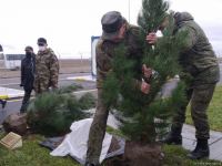На территории Турецко-российского совместного мониторингового центра посажены деревья (ВИДЕО/ФОТО)