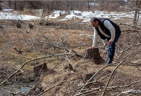Я был опустошен - Реза Дегати о том, как армянские оккупанты вырубили деревья в Кельбаджаре (ФОТО/ВИДЕО)