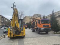 На одной из улиц  Баку пересаживаются деревья (ФОТО)