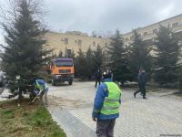 На одной из улиц  Баку пересаживаются деревья (ФОТО)