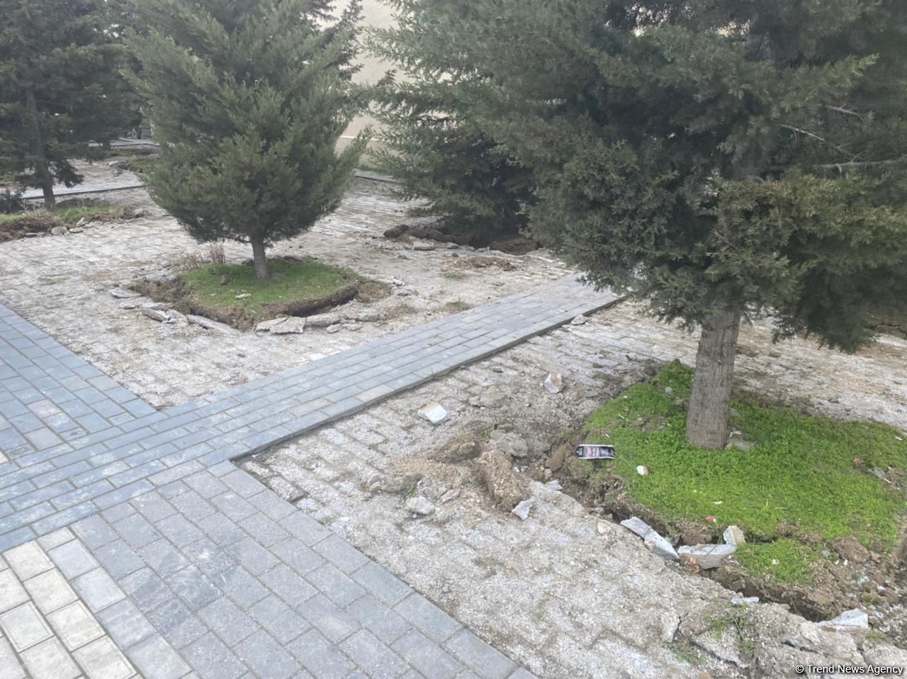 На одной из улиц  Баку пересаживаются деревья (ФОТО)