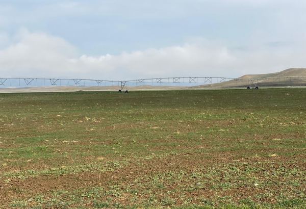 В Джабраиле начался сев зерновых - Trend TV