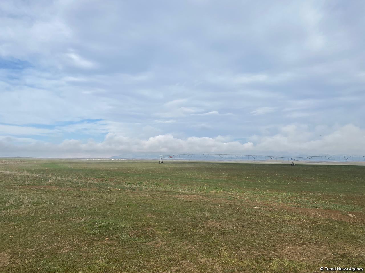 В Джабраиле начался сев зерновых - Trend TV