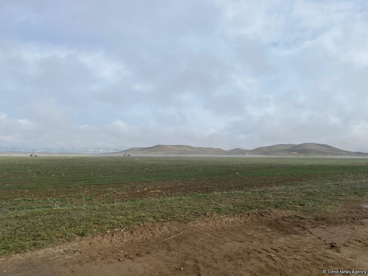 В Джабраиле начался сев зерновых - Trend TV