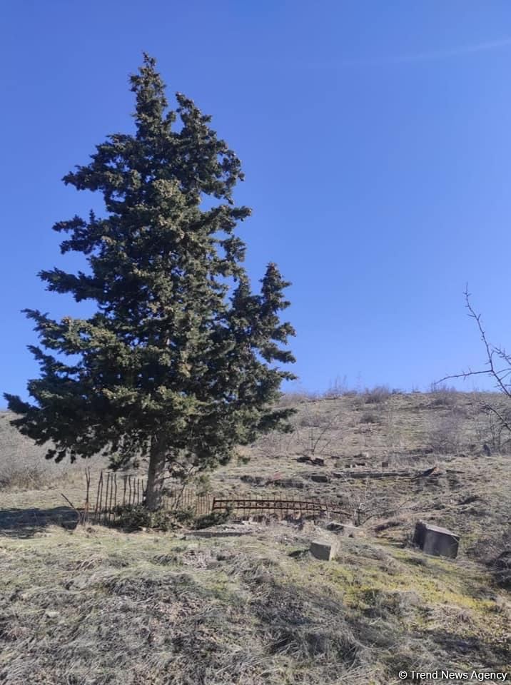Кадры из села Сараллы Хаштаб Зангиланского района, подвергнувшегося армянскому вандализму (ФОТО)