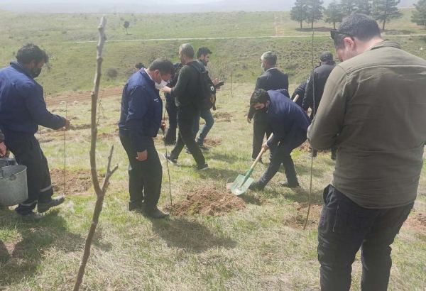 На территориях в Зангилане, где сегодня высаживаются деревья, раньше росли густые леса - замминистра (ФОТО)
