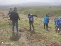 На территориях в Зангилане, где сегодня высаживаются деревья, раньше росли густые леса - замминистра (ФОТО)