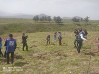 На территориях в Зангилане, где сегодня высаживаются деревья, раньше росли густые леса - замминистра (ФОТО)