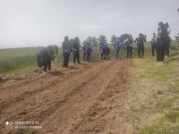 На территориях в Зангилане, где сегодня высаживаются деревья, раньше росли густые леса - замминистра (ФОТО)