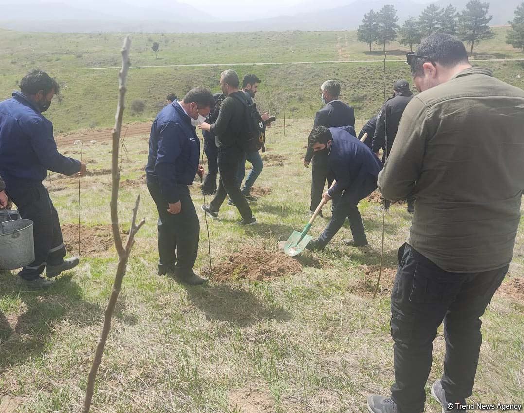 На территориях в Зангилане, где сегодня высаживаются деревья, раньше росли густые леса - замминистра (ФОТО)
