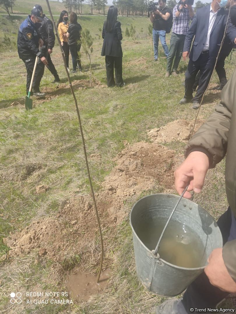 На территориях в Зангилане, где сегодня высаживаются деревья, раньше росли густые леса - замминистра (ФОТО)