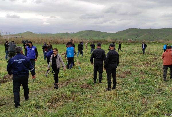 В Джебраильском и Губадлинском районах посажено около 750 деревьев (ФОТО/ВИДЕО)