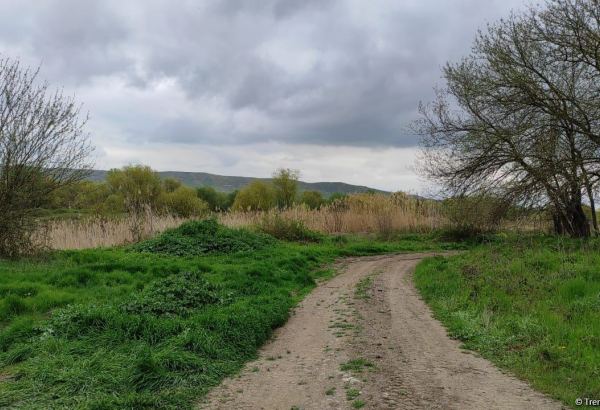 Азербайджан намерен восстановить популяцию джейранов на освобожденных территориях - минэкологии