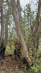Армяне беспощадно уничтожили 800-летний восточный платан в Джебарильском районе Азербайджана (ФОТО)
