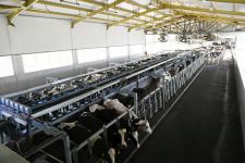 Президент Ильхам Алиев принял участие в открытии «Шамахинского агропарка Азерсун» (ФОТО)