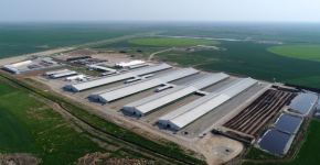 Президент Ильхам Алиев принял участие в открытии «Шамахинского агропарка Азерсун» (ФОТО)