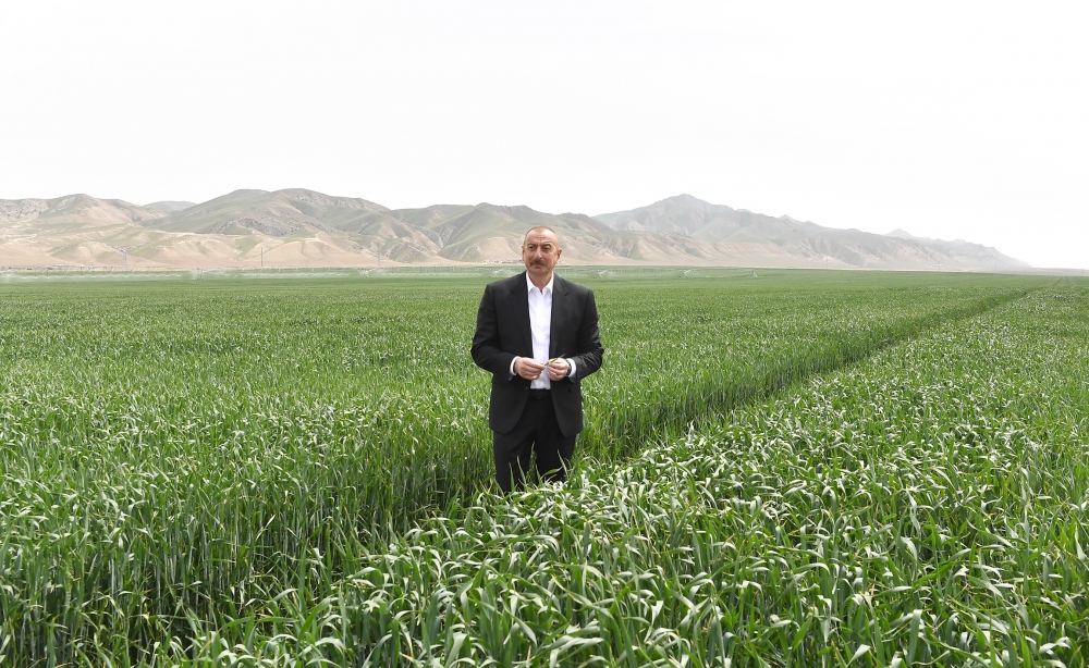 Президент Ильхам Алиев принял участие в презентации агропарка ООО Aqro Dairy в Гаджигабуле (ФОТО)