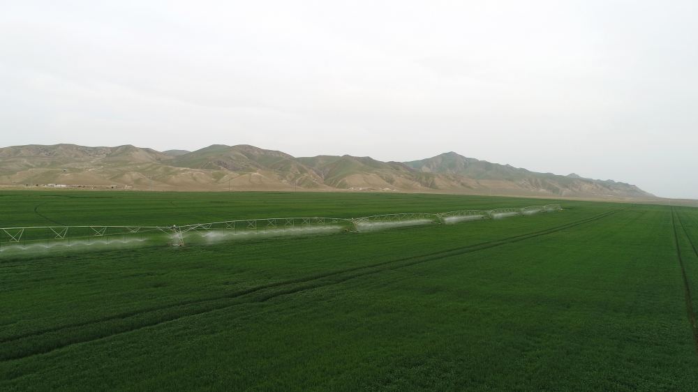 Президент Ильхам Алиев принял участие в презентации агропарка ООО Aqro Dairy в Гаджигабуле (ФОТО)