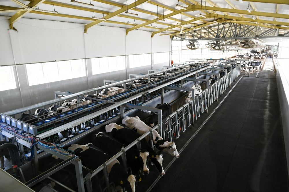 Президент Ильхам Алиев принял участие в открытии «Шамахинского агропарка Азерсун» (ФОТО)