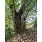 Первый вице-президент Мехрибан Алиева поделилась на своей официальной странице в Instagram кадрами из поездки в Джебраильский и Зангиланский районы с Президентом Ильхамом Алиевым (ФОТО/ВИДЕО)