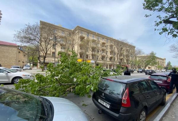 Сильный ветер повалил деревья в центре Баку, поврежден автомобиль (ФОТО)