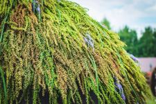 Цветочный шатер-зонтик азербайджанского флориста признан одним из лучших в России (ФОТО)