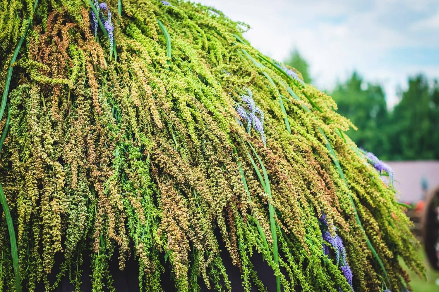 Цветочный шатер-зонтик азербайджанского флориста признан одним из лучших в России (ФОТО)