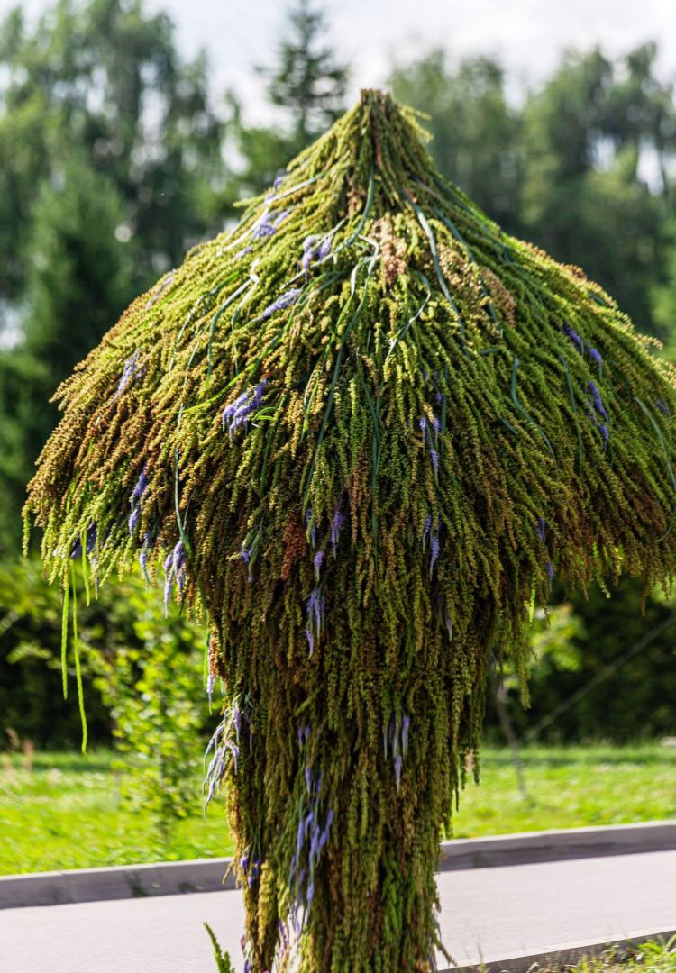 Цветочный шатер-зонтик азербайджанского флориста признан одним из лучших в России (ФОТО)