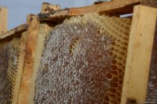 В Баку открылась ярмарка меда (ФОТО)