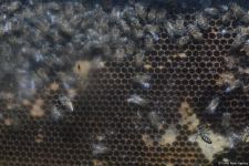 В Баку открылась ярмарка меда (ФОТО)