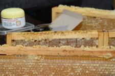 В Баку открылась ярмарка меда (ФОТО)