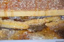 В Баку открылась ярмарка меда (ФОТО)