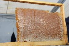 В Баку открылась ярмарка меда (ФОТО)