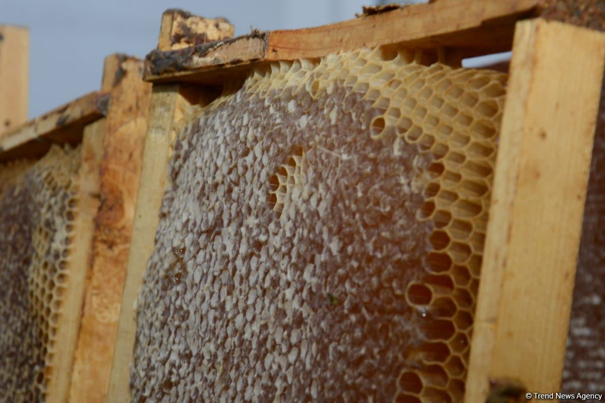 В Баку открылась ярмарка меда (ФОТО)