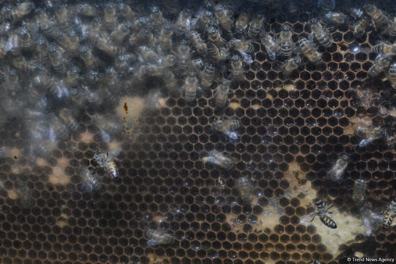 В Баку открылась ярмарка меда (ФОТО)