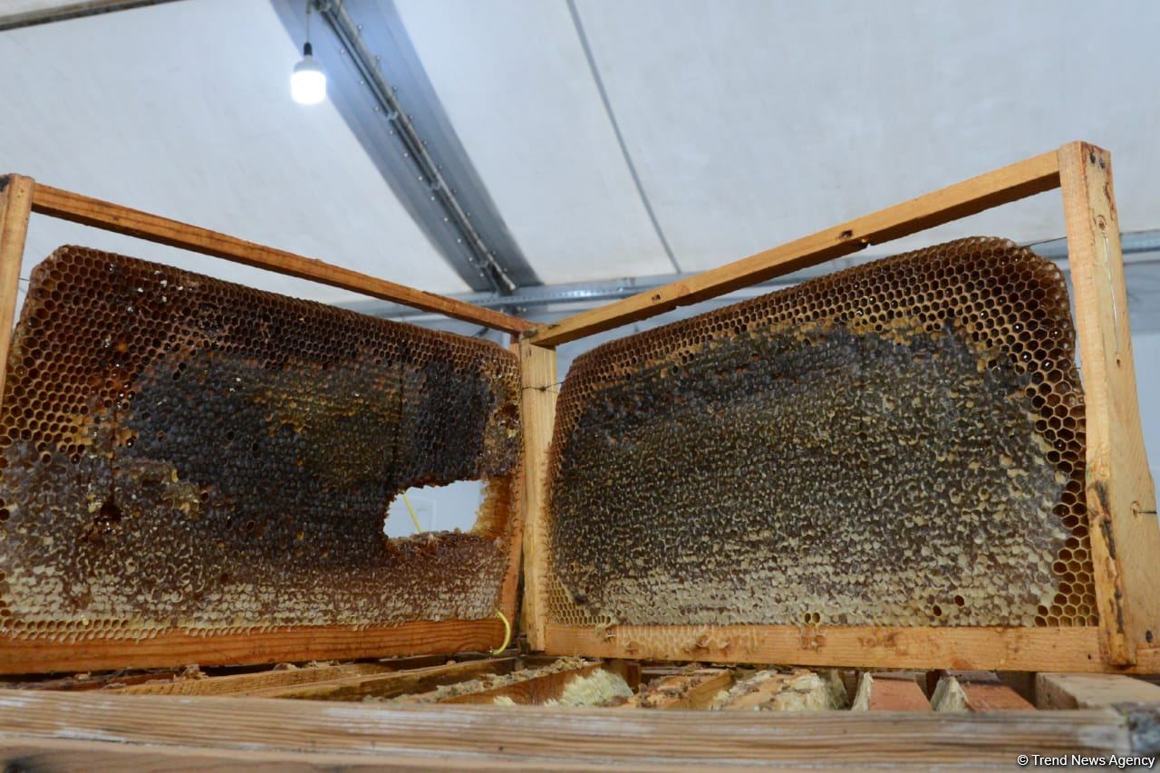 В Баку открылась ярмарка меда (ФОТО)