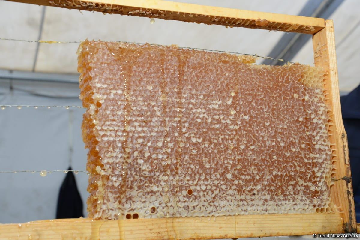 В Баку открылась ярмарка меда (ФОТО)