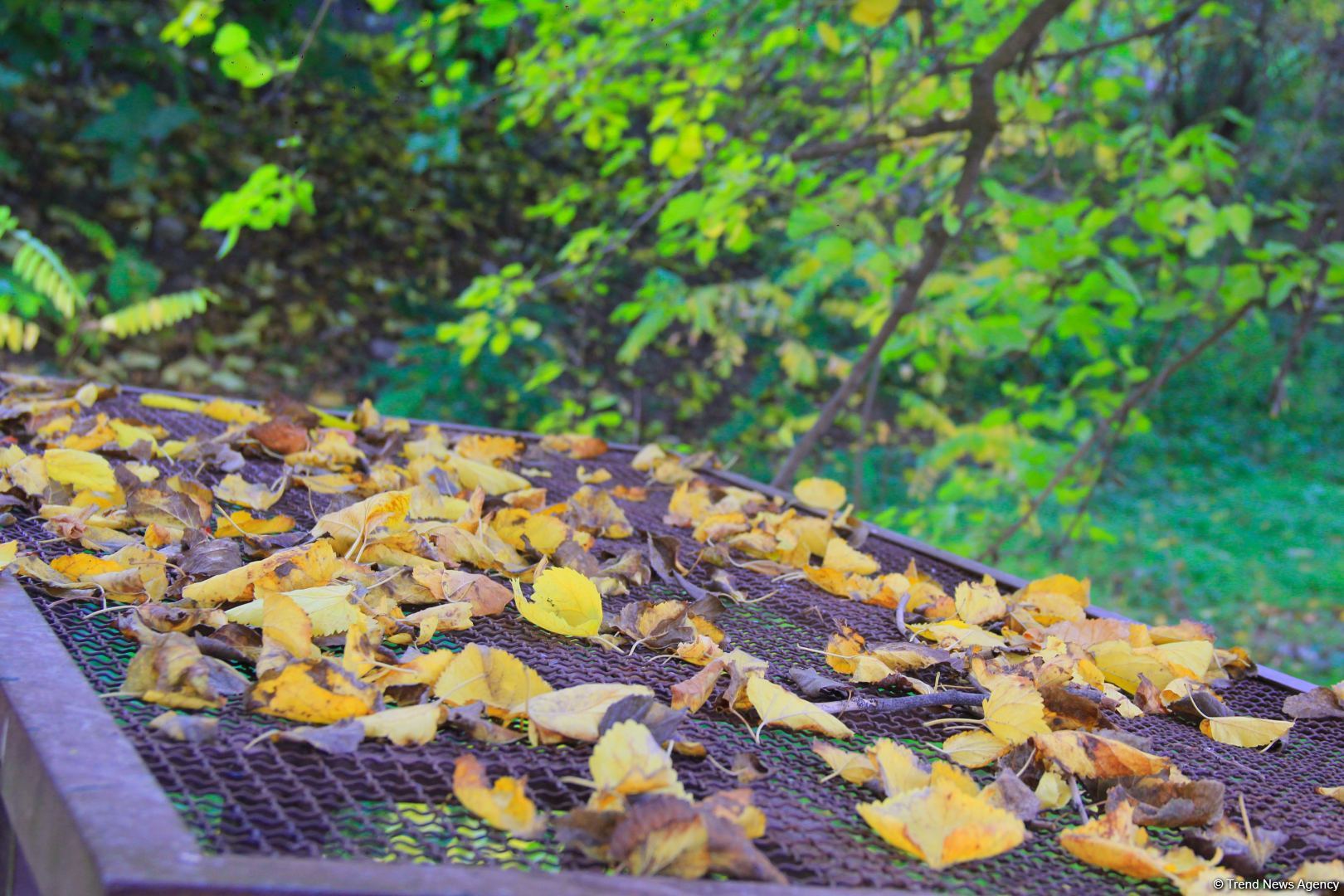 Золотая осень в Шахбулаге! Красота хрустального родника и кристального воздуха (ВИДЕО, ФОТО)
