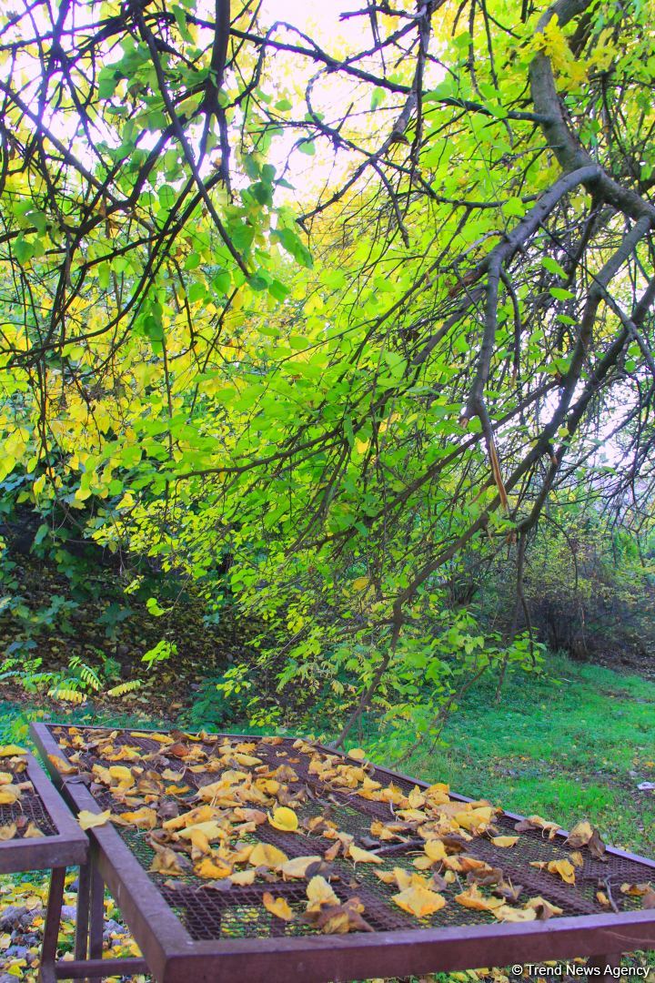 Золотая осень в Шахбулаге! Красота хрустального родника и кристального воздуха (ВИДЕО, ФОТО)