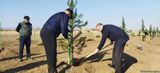 В Агдаме высажен лесной массив (ФОТО)