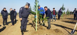В Агдаме высажен лесной массив (ФОТО)