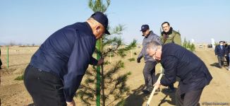 В Агдаме высажен лесной массив (ФОТО)