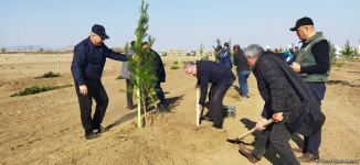 В Агдаме высажен лесной массив (ФОТО)