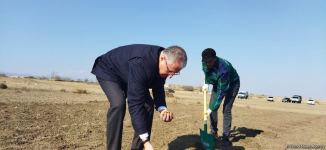 В Агдаме высажен лесной массив (ФОТО)